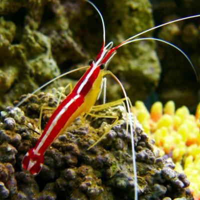 Lysmata amboinensis cleaner shrimp l