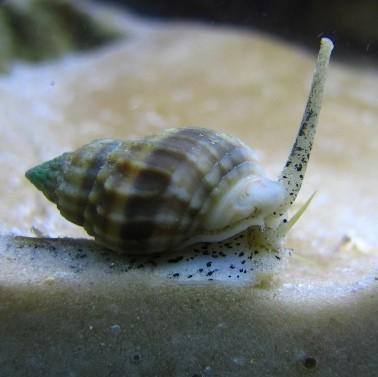 Nassarius snail 2nd