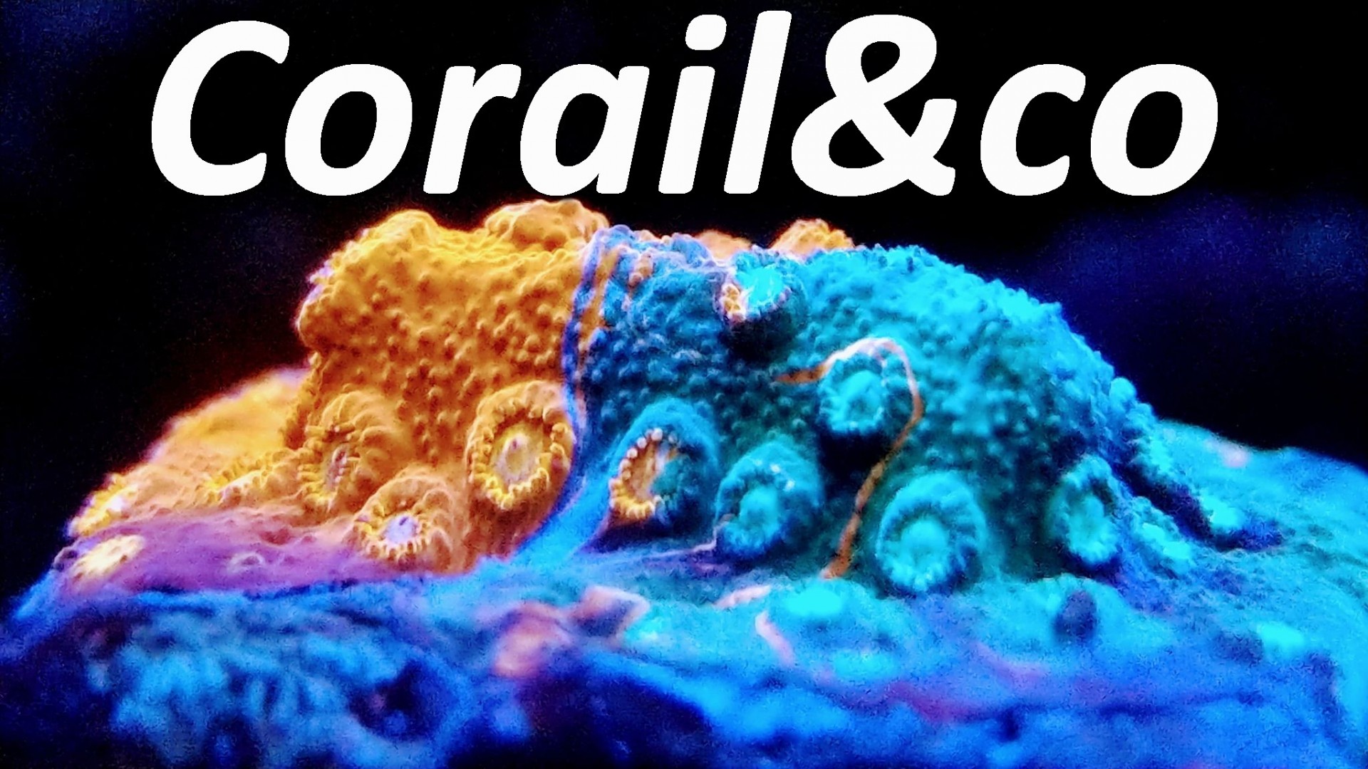 corail-co